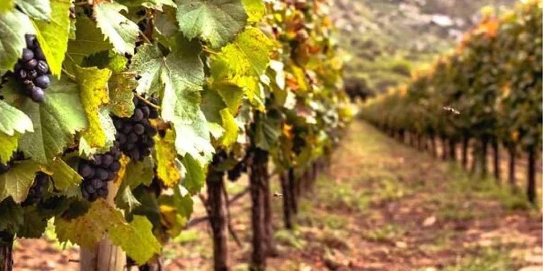 Pestisit nedir, tehlikeleri nelerdir? Kışın bu meyve ve sebzelere dikkat: Pestisit riski oldukça yüksek 3